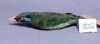 五色鳥藏品圖，第2張